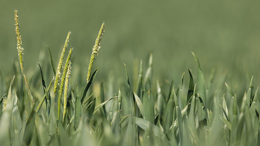 Blackgrass visible above a cereal crop