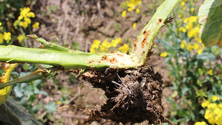 Cabbage stem flea beetle larvae in oilseed rape