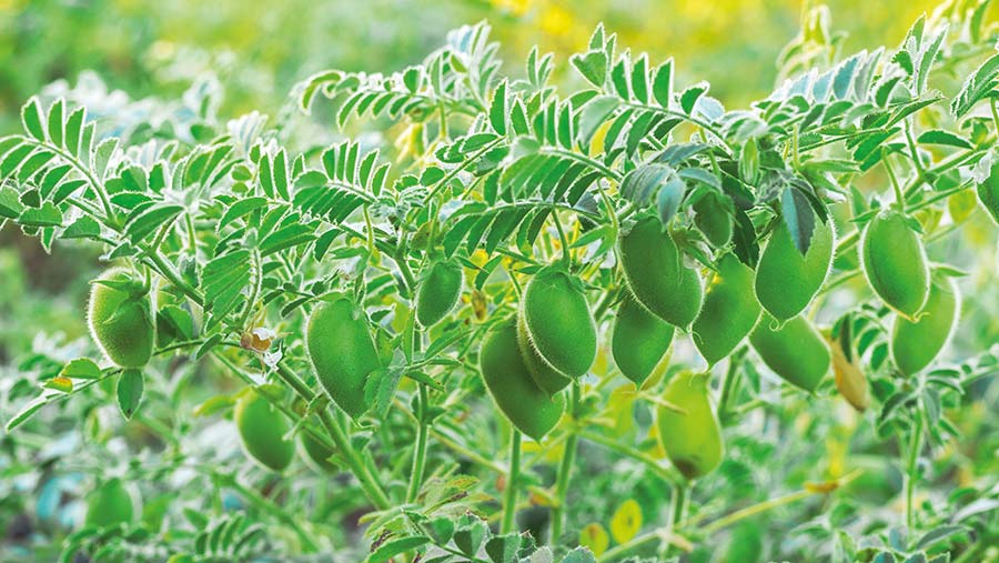 Chickpeas ripening