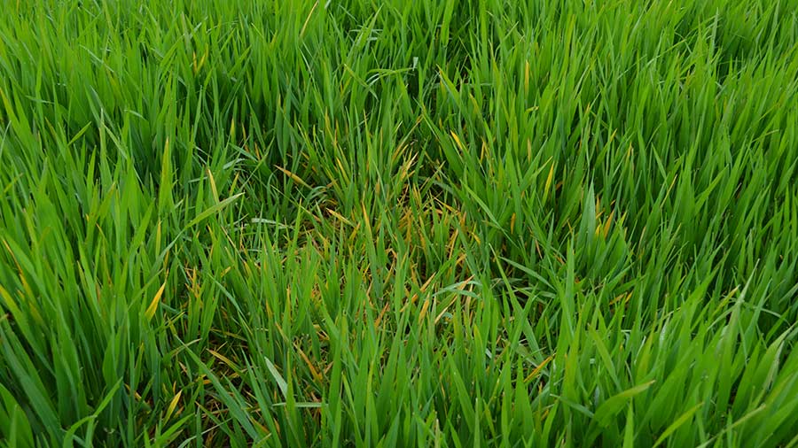  Patch of BYDV in Craft winter barley