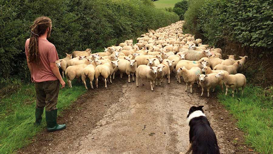 Essebeare Farm's sheep herd © Olly Walker