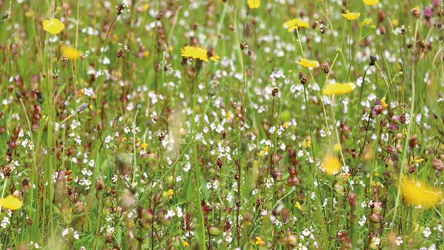 hay meadow with flowers