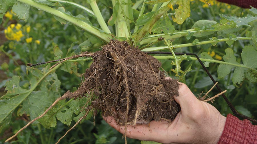 healthy plant and root of oilseed rape