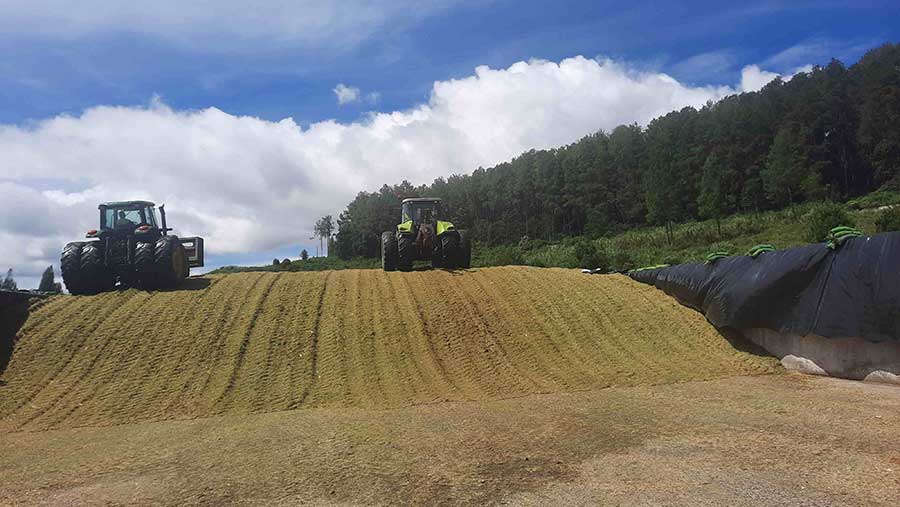 Maize being consolidated in the clamp