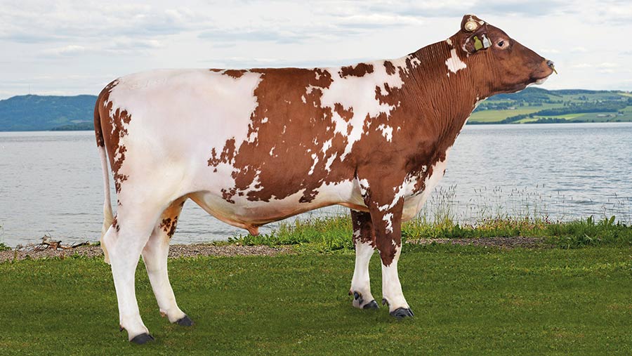 Why farmers should prepare for growing pulled bull choice - Vimarsana News