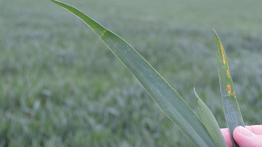 Septoria on leaf three