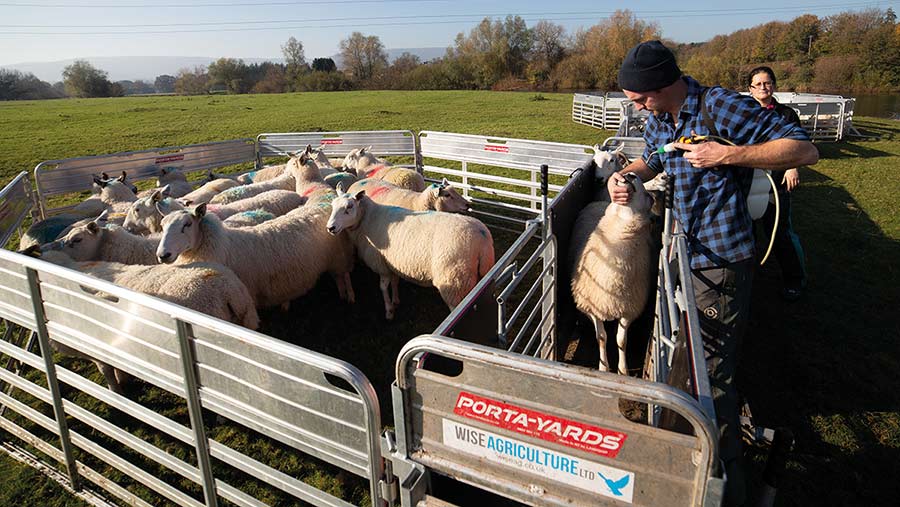 sheep in portable handing yard