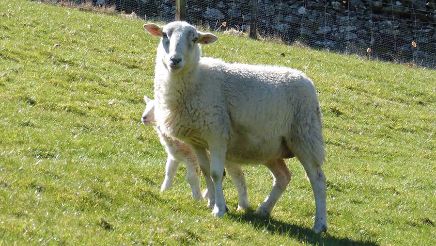 Ewe and lamb on a hillside