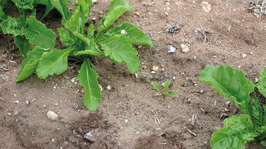 Sugar beet affected by nematodes © Blackthorn Arable