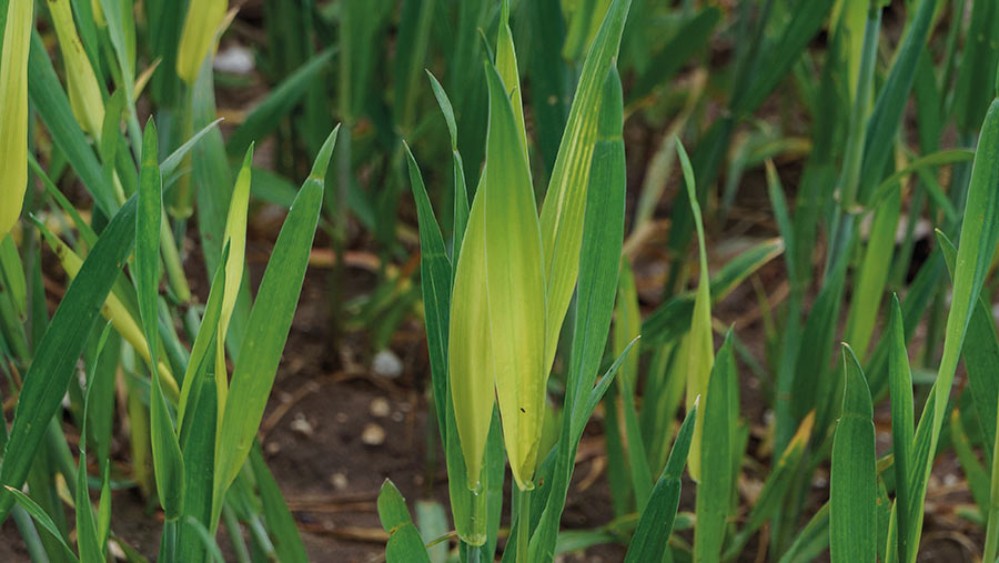 Pale leaves showing sulphur deficiency in wheat