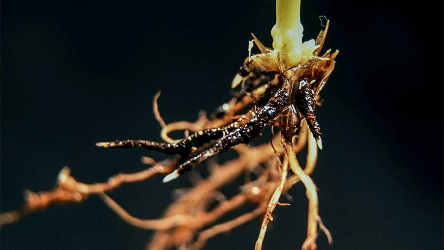 Wheat root blackened with take-all-disease © Blackthorn Arable