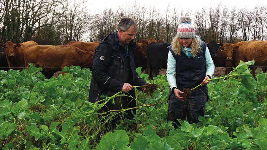 tom armitage and Sarah Whaley amongst forage crops