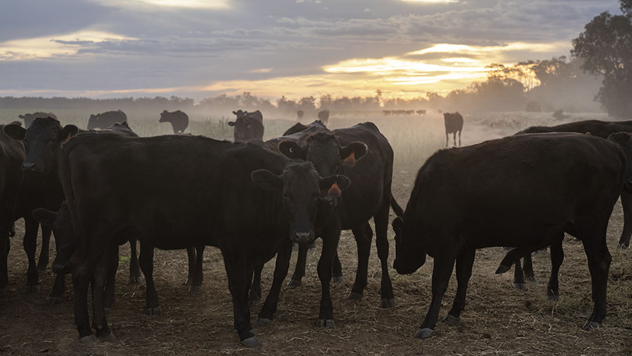 Westholme Wylarah full-blood Wagyu © AACo