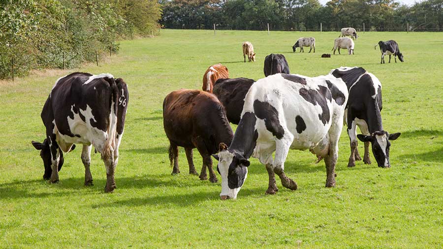 One of the projects aims to reduce dairy methane emissions © GNP