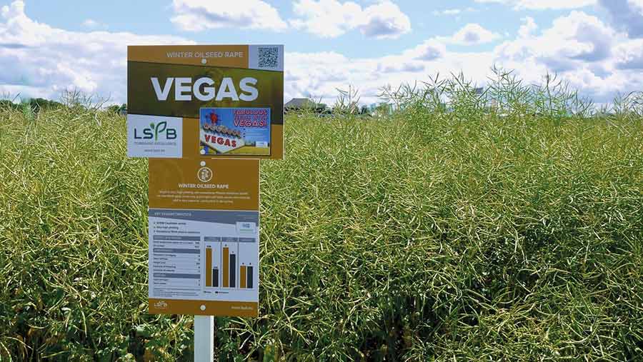 Vegas oilseed rape variety in the field