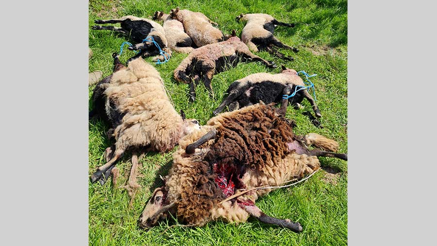 Black faced sheep killed