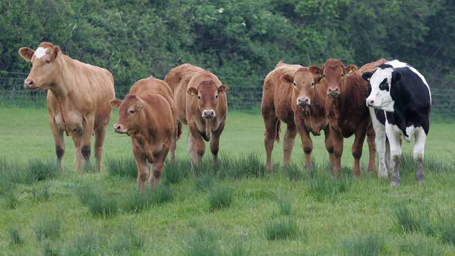 Timeline revealed for farm policy shift in Northern Ireland - Farmers ...