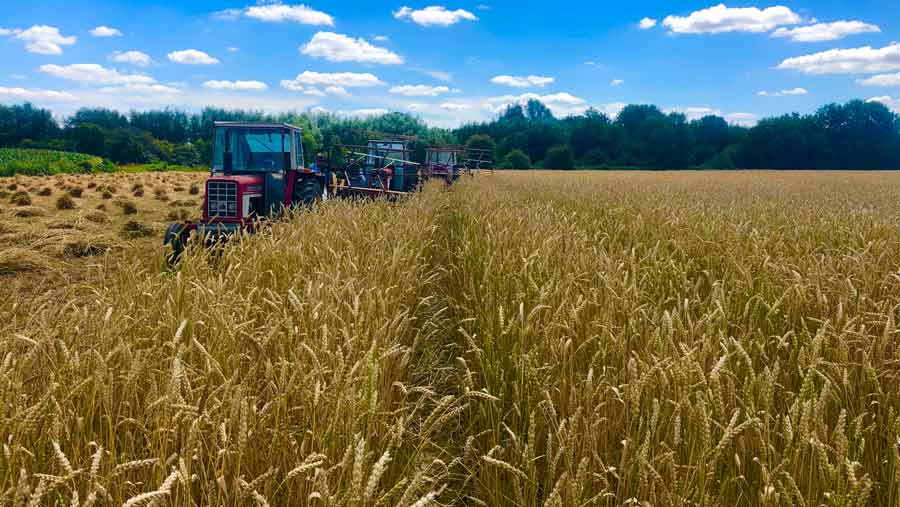 thatching wheat in field