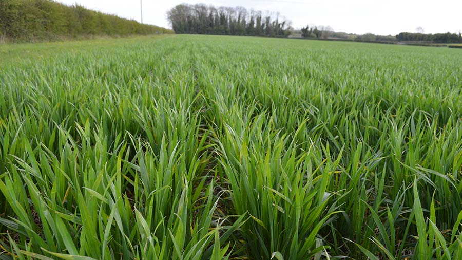 Bamford winter wheat in late April © MAG/David Jones