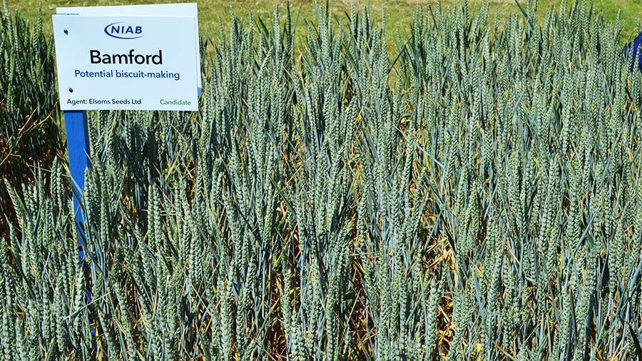 Bamford winter wheat trial plot 