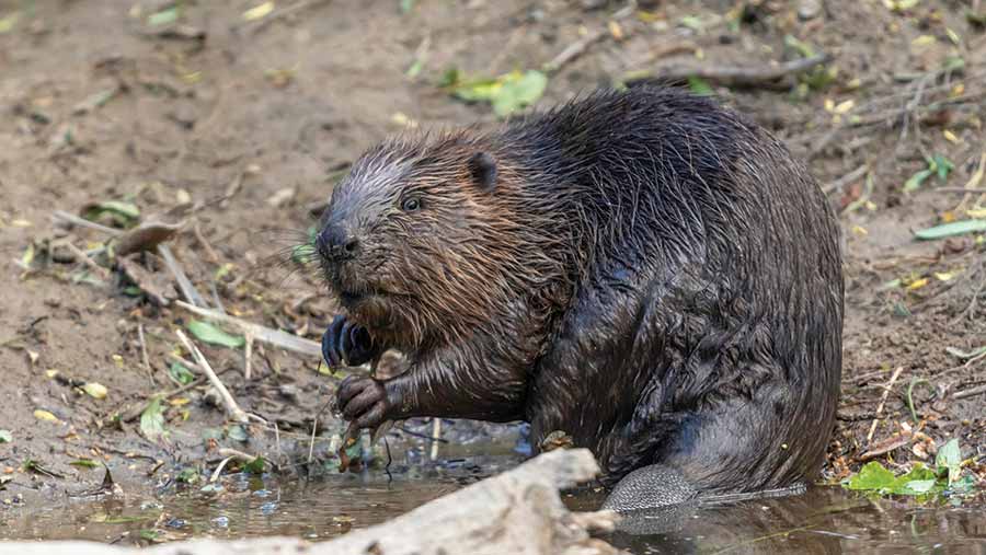 Opinion: Beavers spark guffaws – and confusion