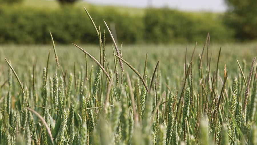 Blackgrass in wheat © Tim Scrivener