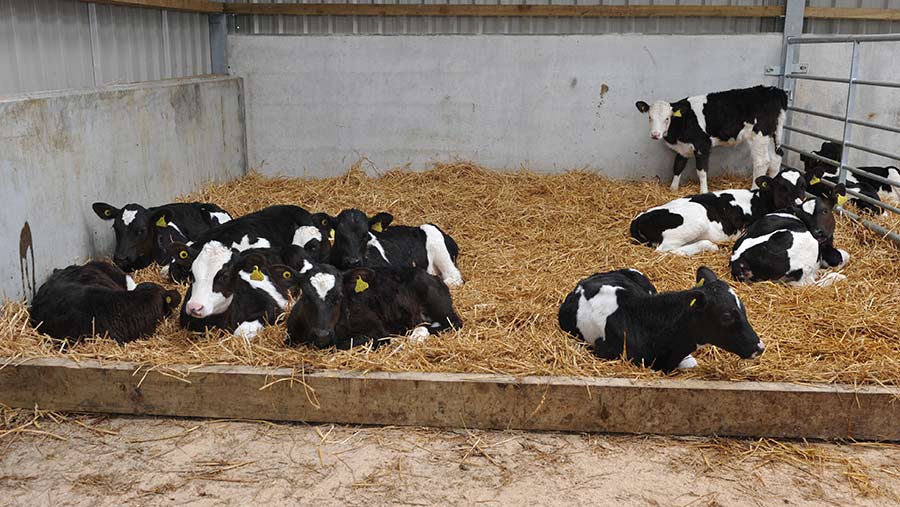 Calves in resting area
