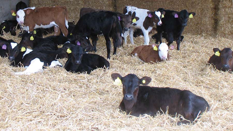 Calves lying in shed