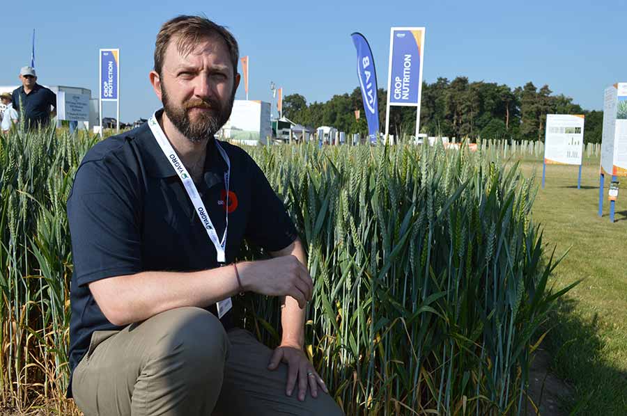 Man with a test crop of wheat