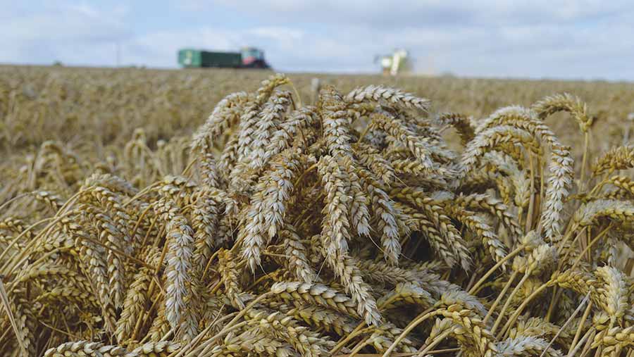 Champion wheat 