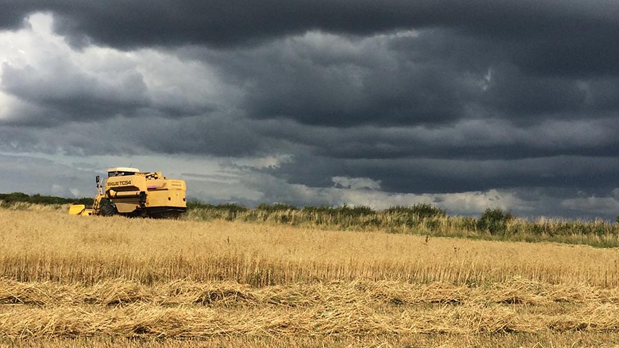 Combing oats at Slade Farm Organics © Polly Davies