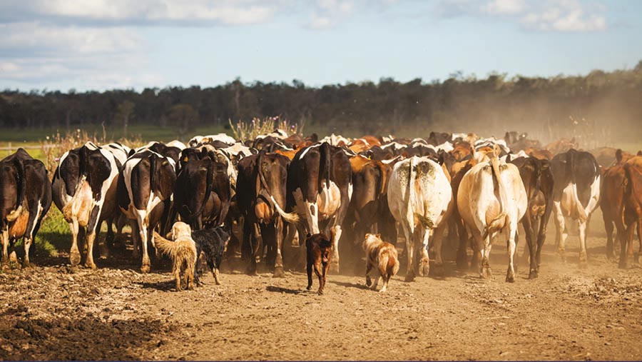 Dairy farming in a drought - tips from New Zealand - Vimarsana News