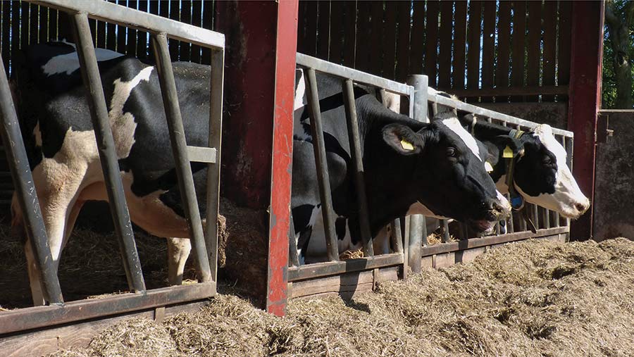 Dry cows at Norbreck © MAG/Michael Priestley