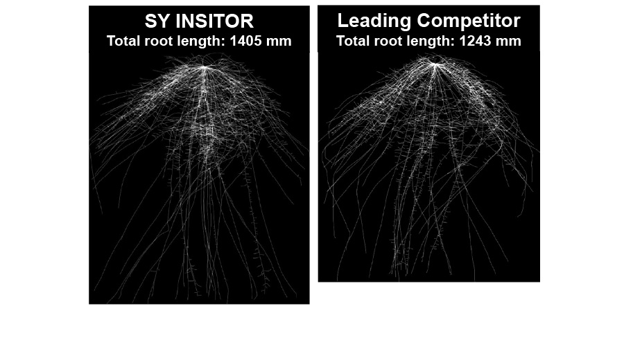 SY-Insitor - Total Root Length / Leading competitor - Total Root Length