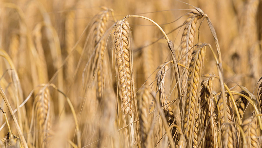 winter barley