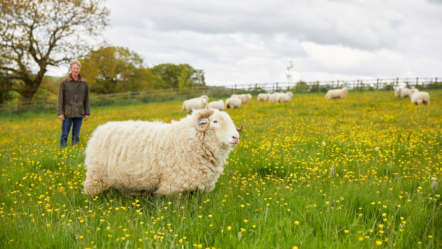 Sheep in grassland