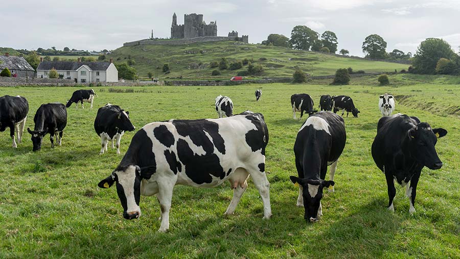 Dairy cows in pasture in Ireland