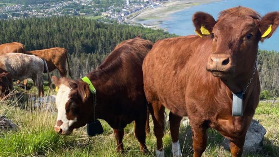 Luing cows on Mourne Mountains © National Trust