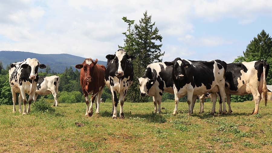 Dry cows at Meadow Green Farms © MAG/Judith Tooth