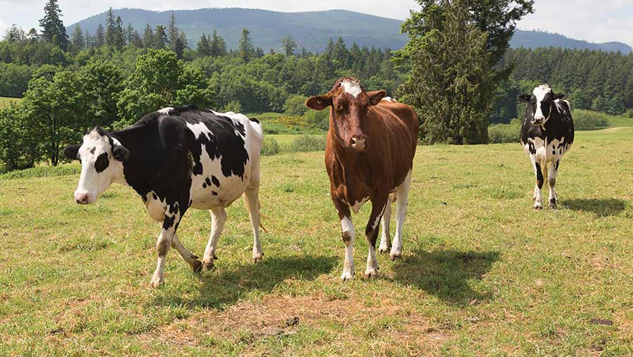 Dry cows in field