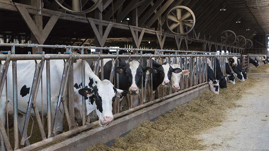 Meadow Green Farm cow barn