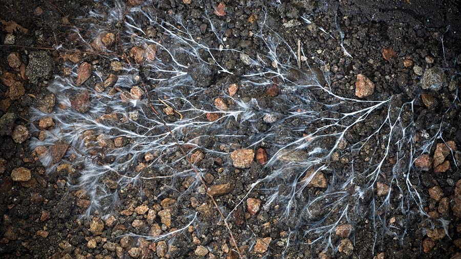 Mycorrhizal fungi © Emmanuel Lattes/Alamy Stock Photo