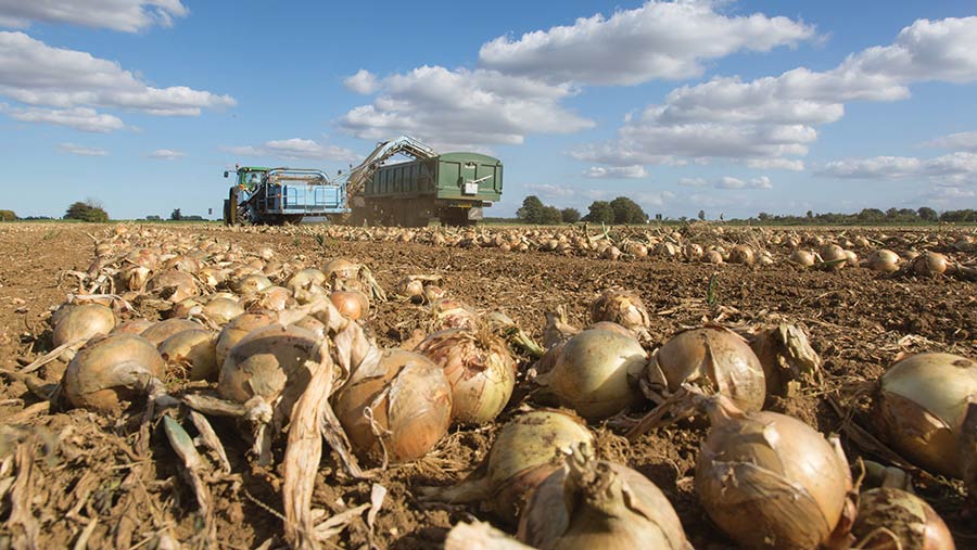 Onions being harvested