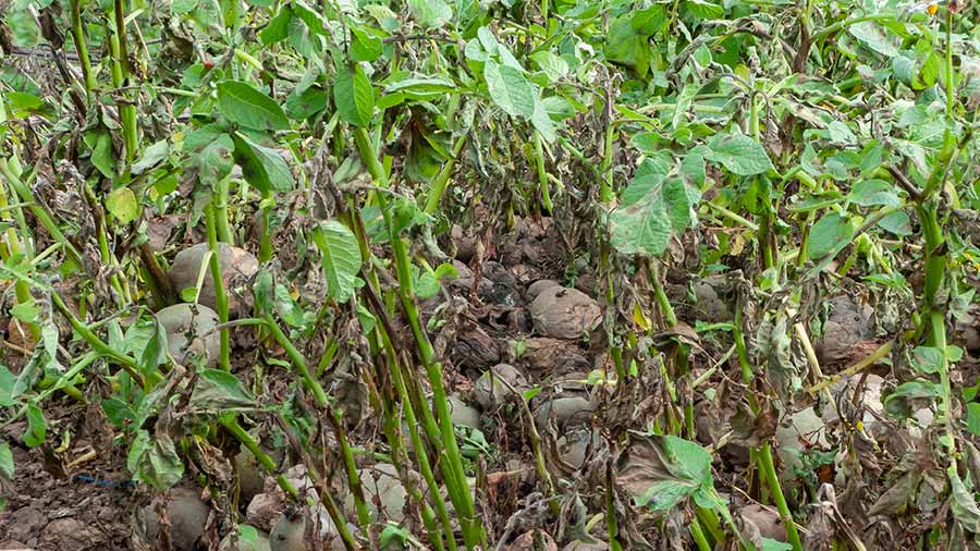 Outbreak of blight on a potato dump