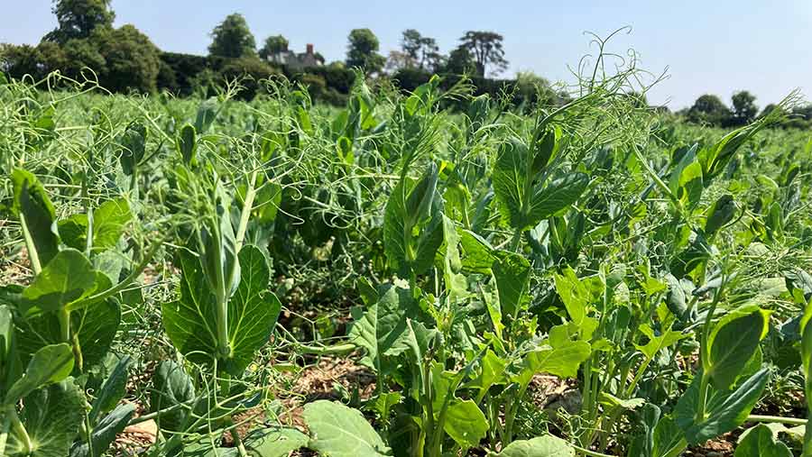 Peas and OSR in field