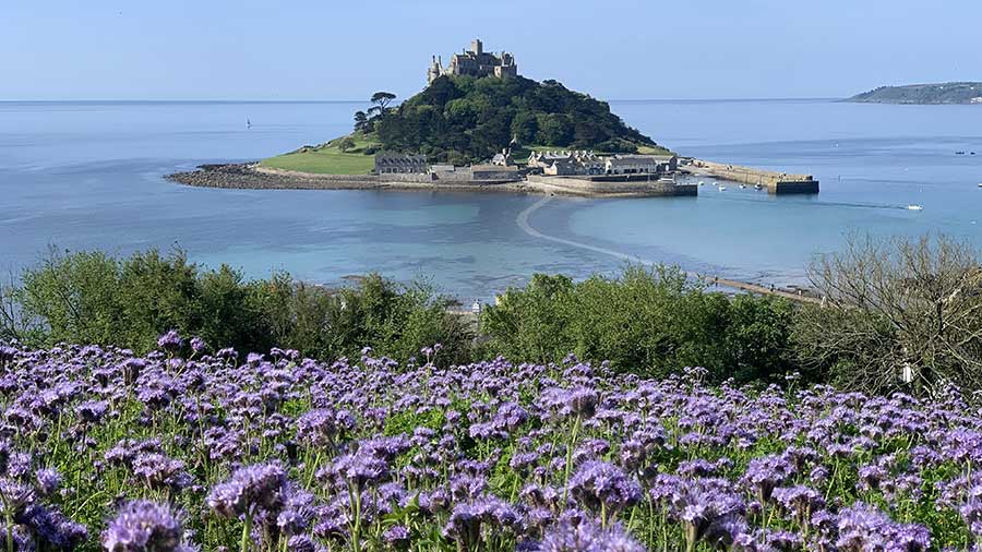 Phocelia cover crop overlooking St Michael's Mount, Marazion, Cornwall