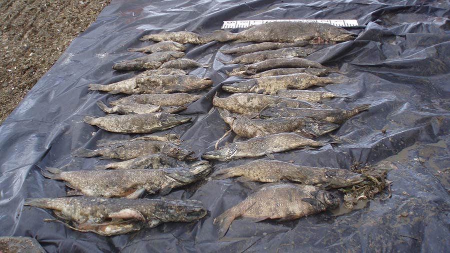 Pike and other fish killed by the fertiliser leak © The Environment Agency