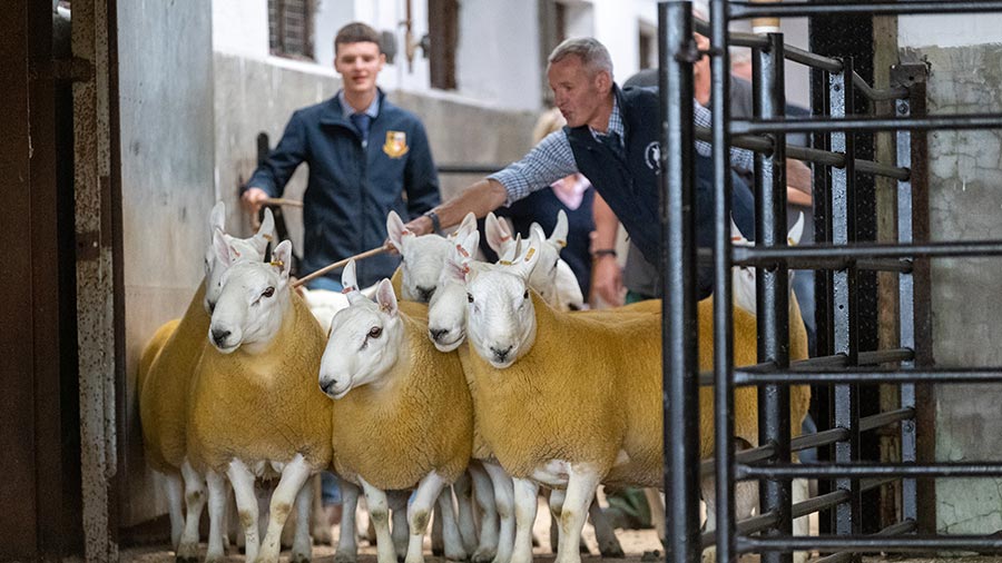 Two male farmers at a livestock sale