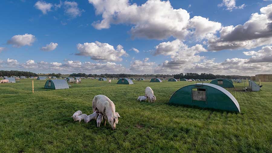 Pigs in field at Norfolk Farm