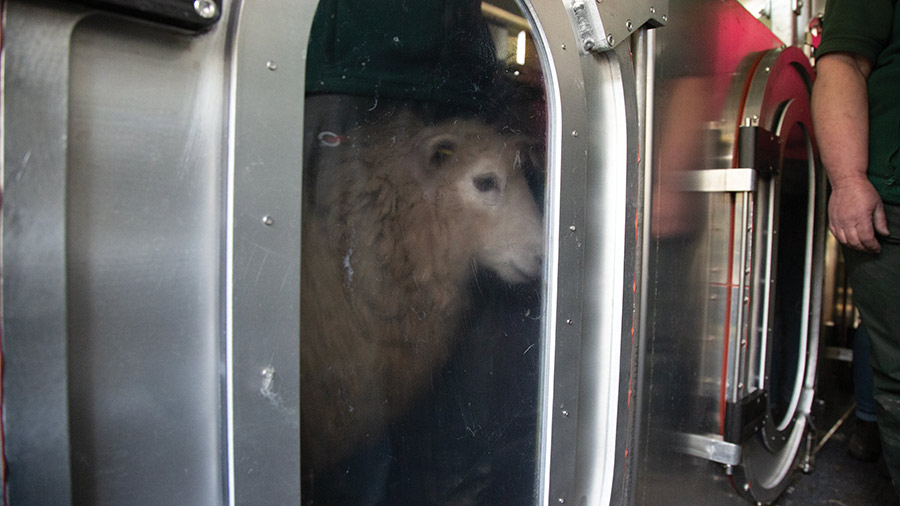 Sheep in a steel tank with a glass window